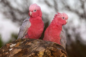 Różnorodność cockada: jasność farby i zamieszki kolorowe